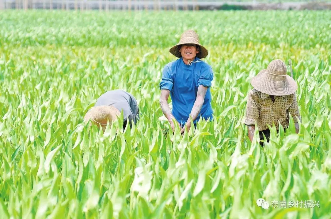 溫州：幫扶團重點圍繞文成縣高山果蔬溫州國家農(nóng)業(yè)科技園區(qū)示范區(qū)建設(shè)開展工