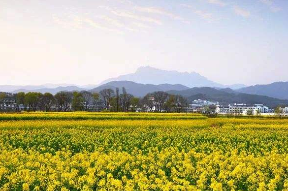 安慶潛山：突出個性特色，推動鄉(xiāng)村振興