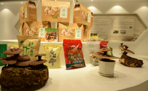 依托蘋果和香菇兩大特色優(yōu)勢產(chǎn)業(yè)，萬榮縣積極申創(chuàng)國家農(nóng)業(yè)現(xiàn)代化示范區(qū)